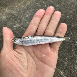 カタクチイワシ
