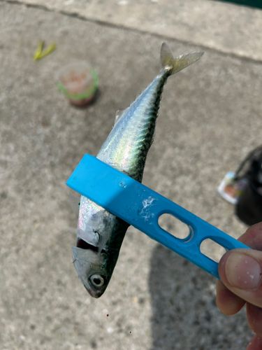 サバ