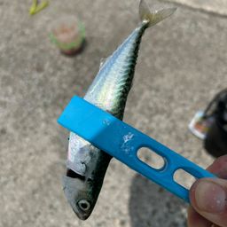 サバ