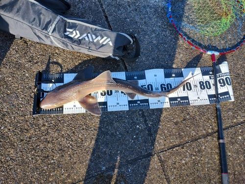 ホシザメの釣果