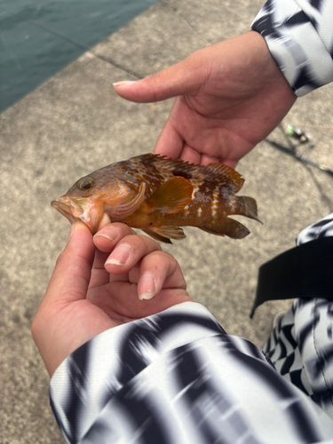 セイゴ（ヒラスズキ）