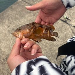 セイゴ（ヒラスズキ）