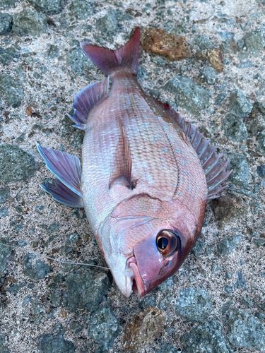 チャリコの釣果
