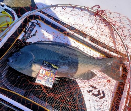 グレの釣果