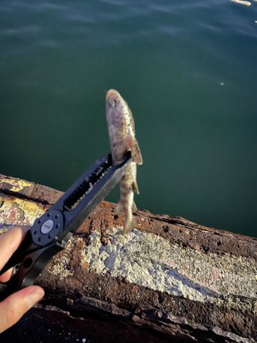 サメの釣果