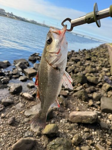 スズキの釣果