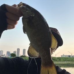 スモールマウスバス