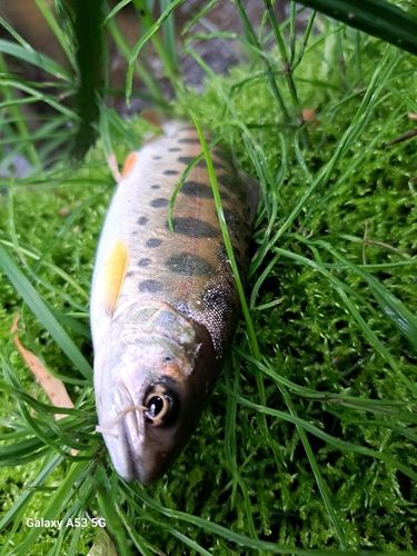 ヤマメの釣果