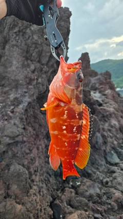 アカハタの釣果