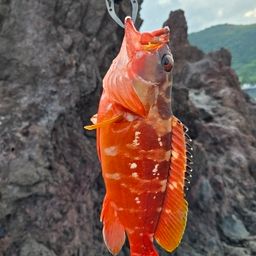 アカハタ
