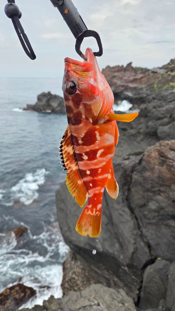 アカハタ