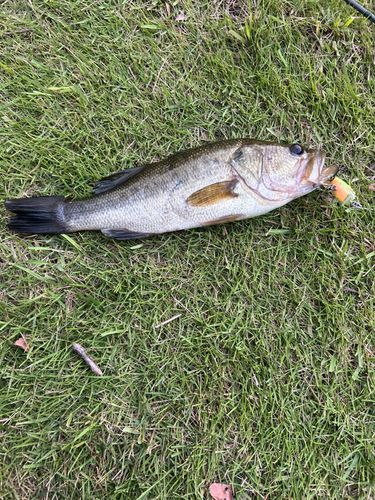 ラージマウスバスの釣果