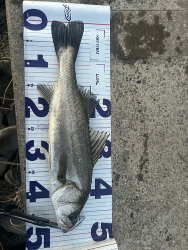 フッコ(マルスズキ)の釣果