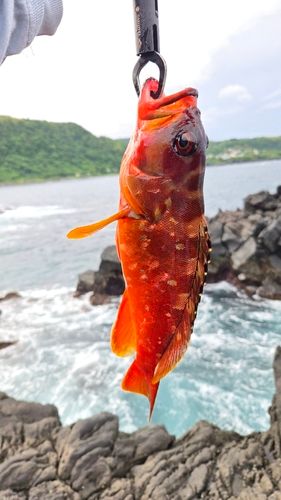アカハタの釣果