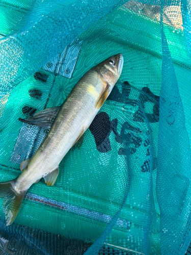 アユの釣果