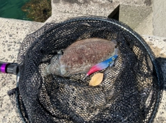 コウイカの釣果