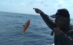 キツネベラの釣果