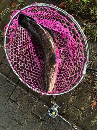 ライギョの釣果