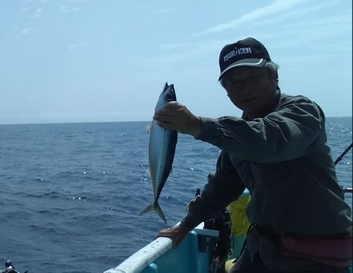 ゴマサバの釣果
