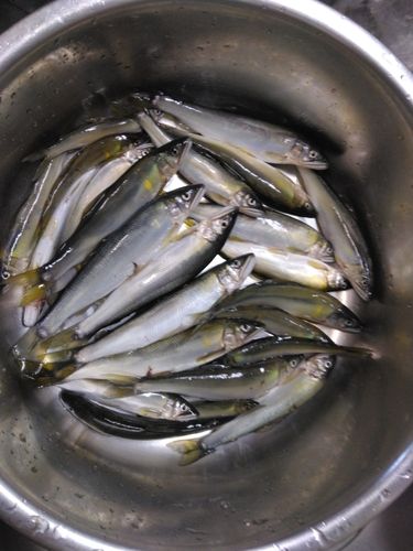 アユの釣果