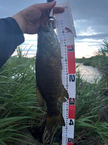 スモールマウスバス