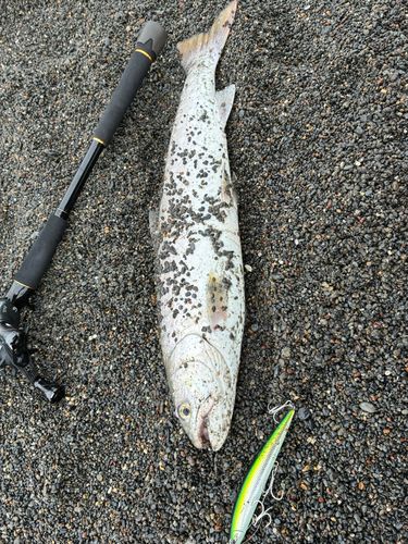 アメマスの釣果