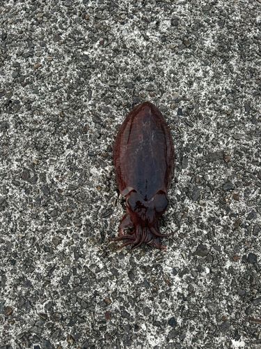 モンゴウイカの釣果