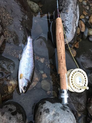 アマゴの釣果