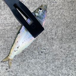 カタボシイワシ