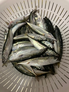 サバの釣果