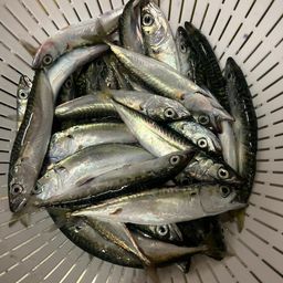 サバ