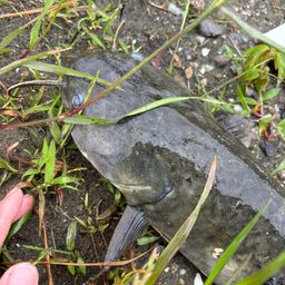マナマズ