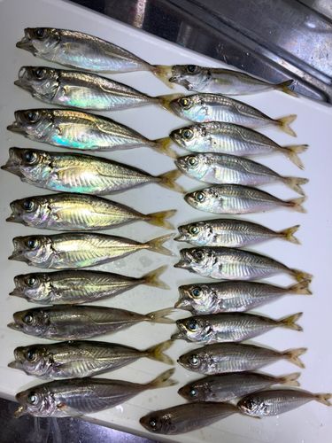アジの釣果