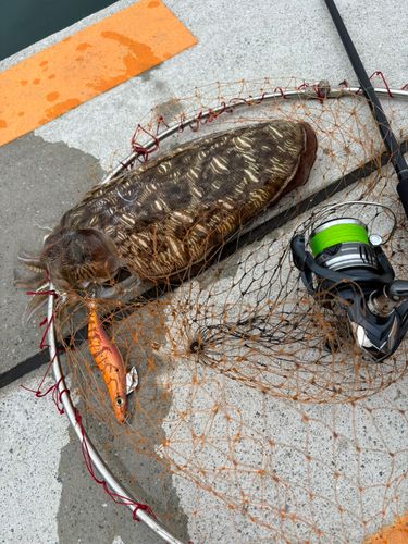 コウイカの釣果