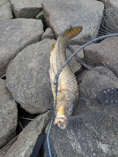 コイの釣果