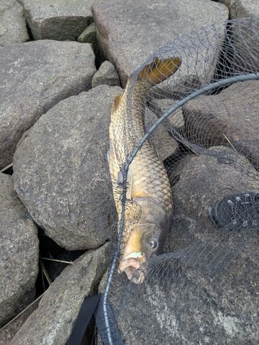 コイの釣果