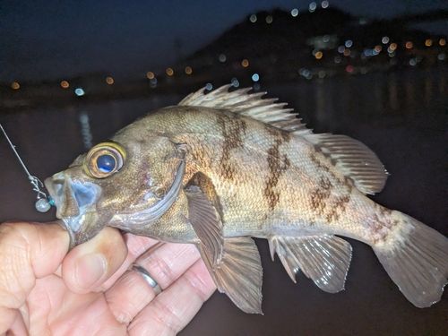 メバルの釣果