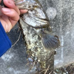 マナマズ
