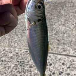 アジ