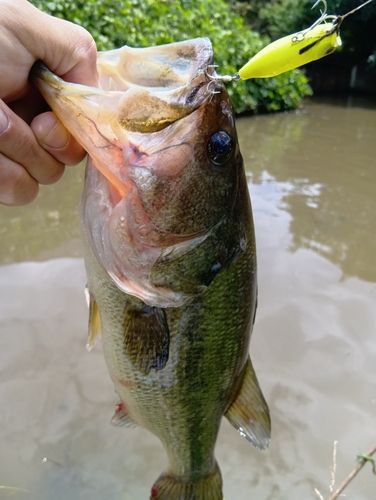 ラージマウスバスの釣果