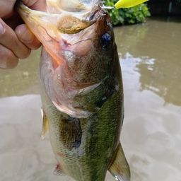 ラージマウスバス