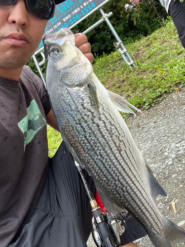 ストライパーの釣果