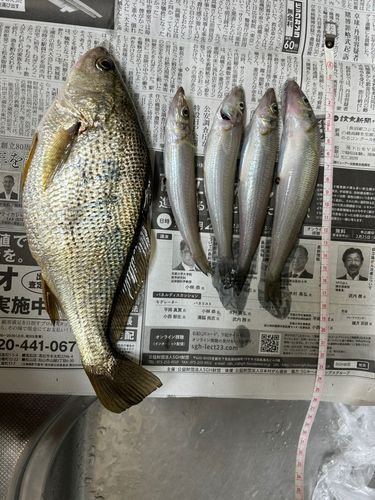 キスの釣果