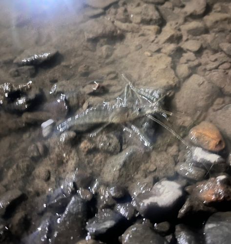 テナガエビの釣果