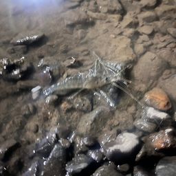 テナガエビ