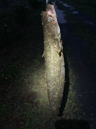 ナマズの釣果