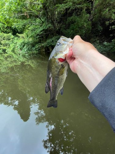 ラージマウスバスの釣果