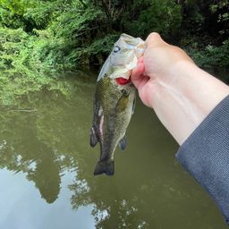 ラージマウスバス