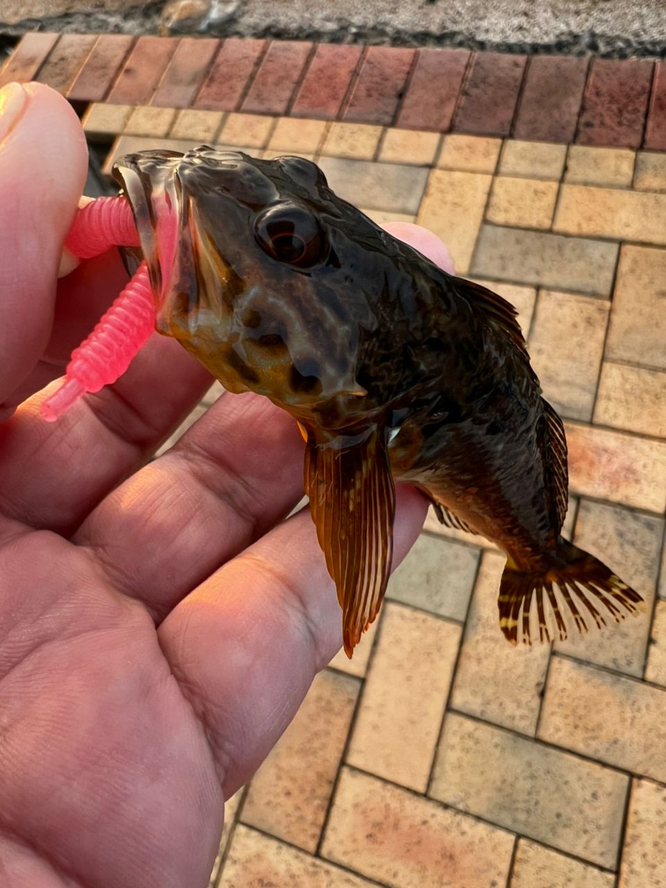 アナハゼ
