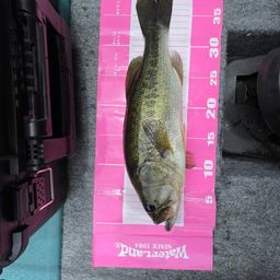 ラージマウスバス